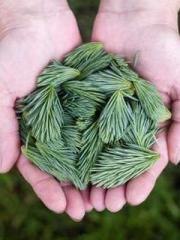 Bodhisattva of Compa