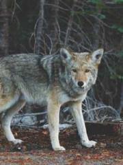 Grandpa Fuapos;s Ful