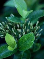 The Rebirth of a Phy