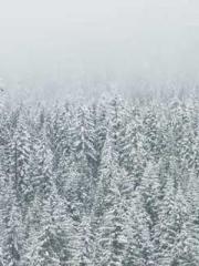 The Imperial Concubi