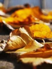 The Poisonous Doctor