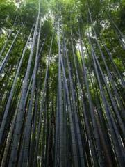 My pets are all amaz